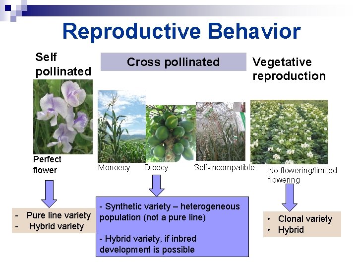 Reproductive Behavior Self pollinated Perfect flower - Pure line variety - Hybrid variety Cross