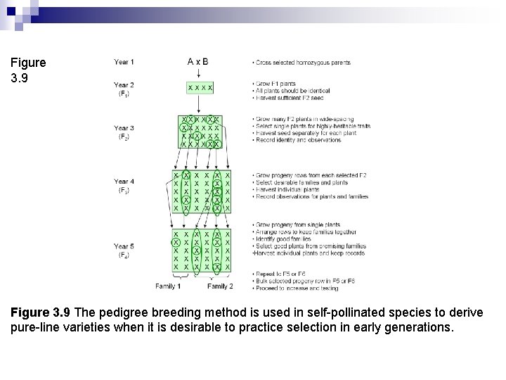 Figure 3. 9 The pedigree breeding method is used in self-pollinated species to derive