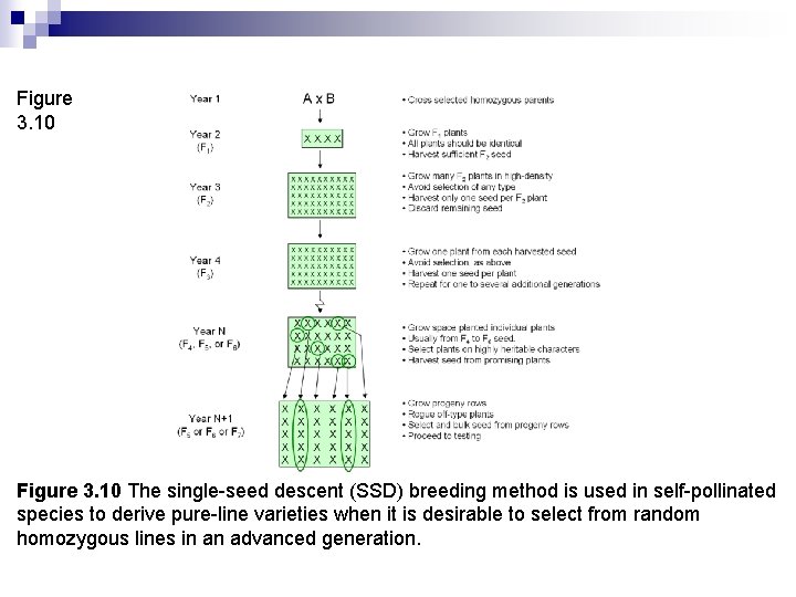 Figure 3. 10 The single-seed descent (SSD) breeding method is used in self-pollinated species