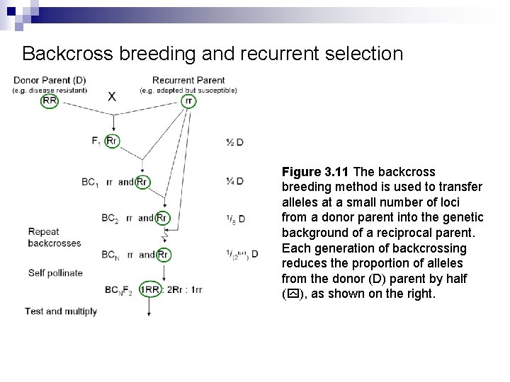 Backcross breeding and recurrent selection Figure 3. 11 The backcross breeding method is used