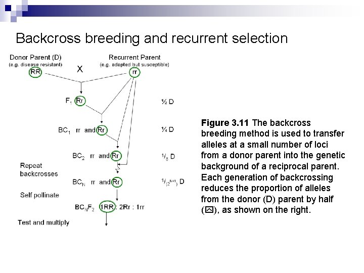 Backcross breeding and recurrent selection Figure 3. 11 The backcross breeding method is used