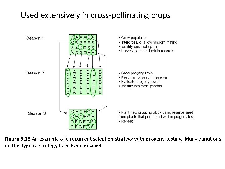 Used extensively in cross-pollinating crops Figure 3. 13 An example of a recurrent selection