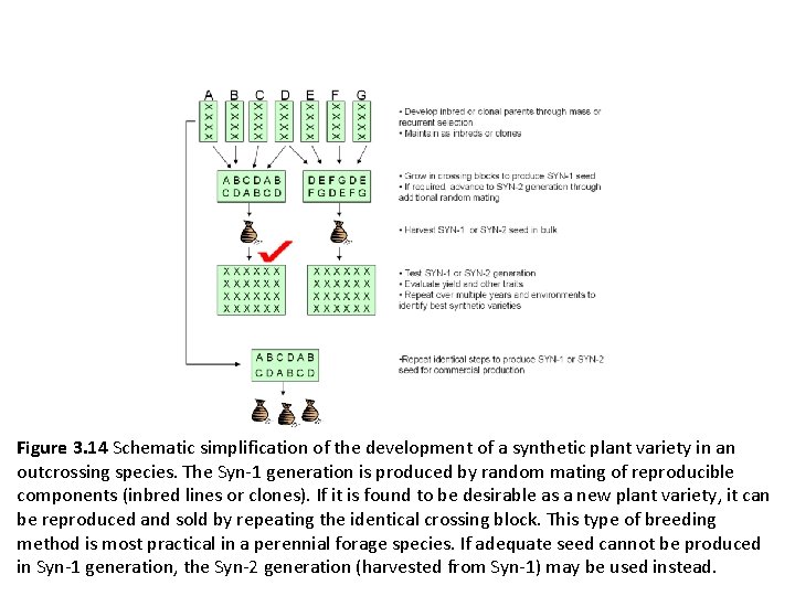 Figure 3. 14 Schematic simplification of the development of a synthetic plant variety in