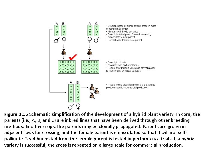 Figure 3. 15 Schematic simplification of the development of a hybrid plant variety. In