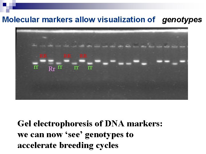 Molecular markers allow visualization of genotypes RR rr RR Rr rr RR rr rr