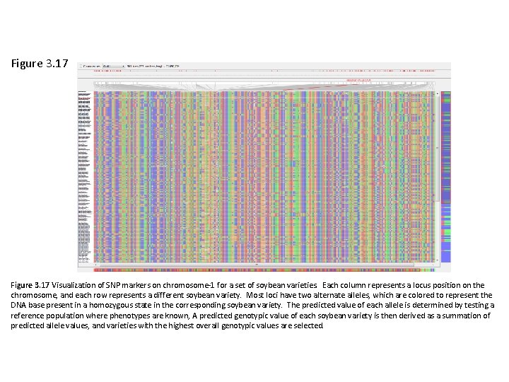Figure 3. 17 Visualization of SNP markers on chromosome-1 for a set of soybean