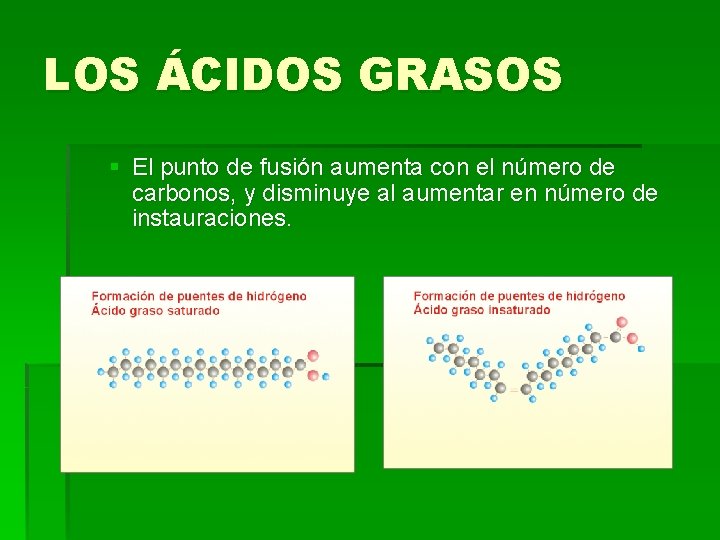 LOS ÁCIDOS GRASOS § El punto de fusión aumenta con el número de carbonos,
