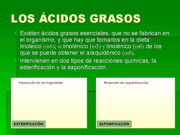 LOS ÁCIDOS GRASOS § Existen ácidos grasos esenciales, que no se fabrican en el