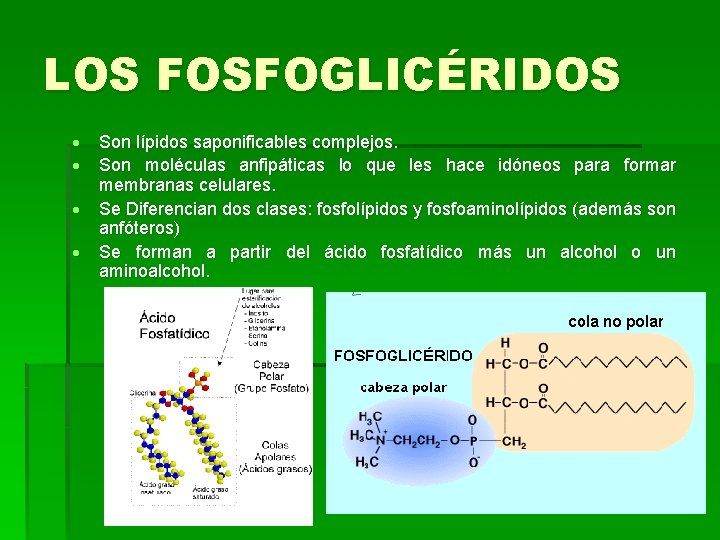 LOS FOSFOGLICÉRIDOS Son lípidos saponificables complejos. Son moléculas anfipáticas lo que les hace idóneos