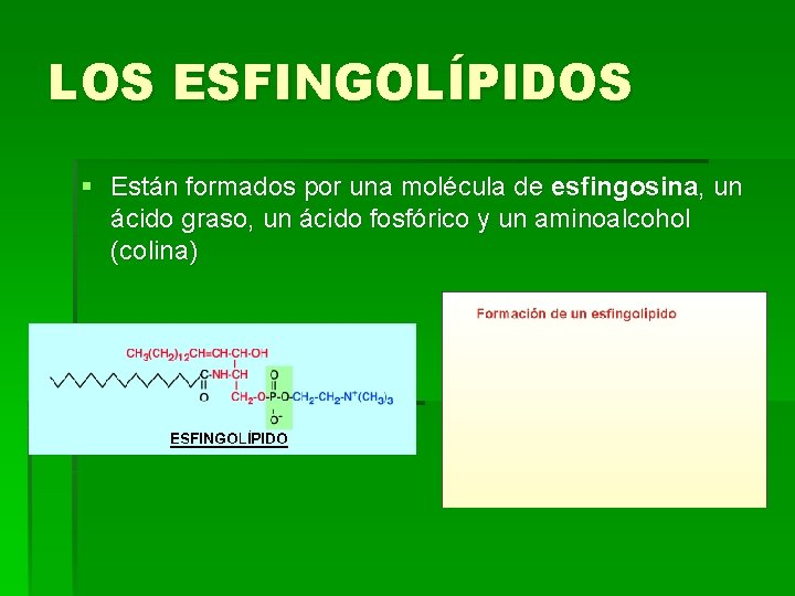 LOS ESFINGOLÍPIDOS § Están formados por una molécula de esfingosina, un ácido graso, un