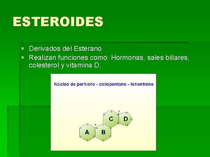 ESTEROIDES § Derivados del Esterano § Realizan funciones como: Hormonas, sales biliares, colesterol y