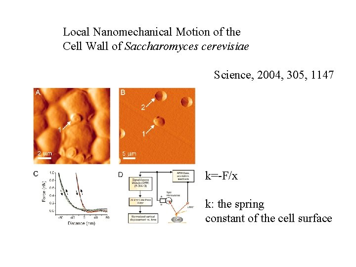 Local Nanomechanical Motion of the Cell Wall of Saccharomyces cerevisiae Science, 2004, 305, 1147