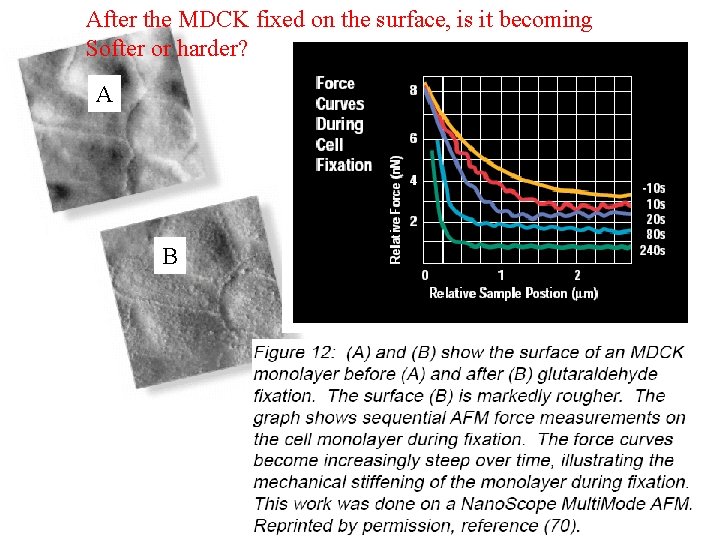 After the MDCK fixed on the surface, is it becoming Softer or harder? A