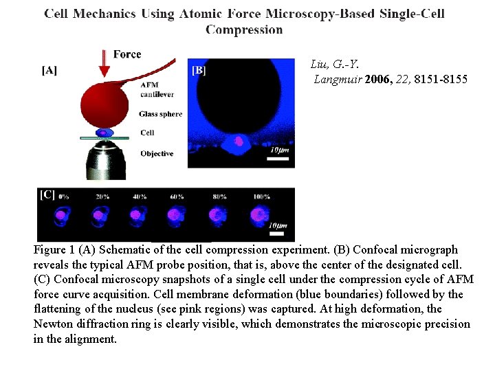 Liu, G. -Y. Langmuir 2006, 22, 8151 -8155 Figure 1 (A) Schematic of the