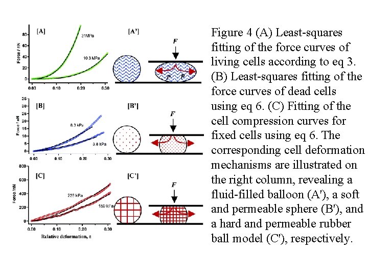 Figure 4 (A) Least-squares fitting of the force curves of living cells according to