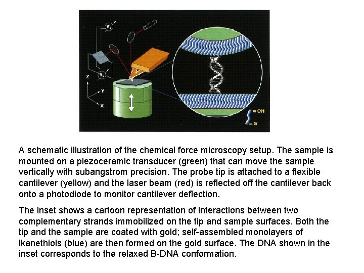 A schematic illustration of the chemical force microscopy setup. The sample is mounted on