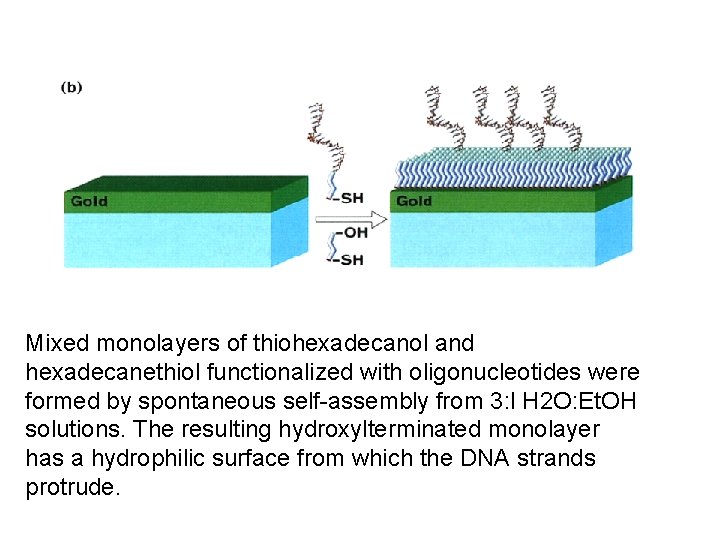 Mixed monolayers of thiohexadecanol and hexadecanethiol functionalized with oligonucleotides were formed by spontaneous self-assembly