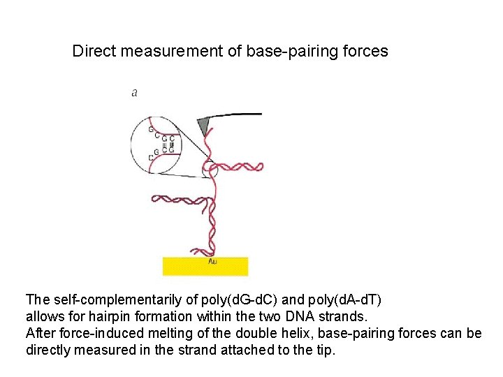Direct measurement of base-pairing forces The self-complementarily of poly(d. G-d. C) and poly(d. A-d.