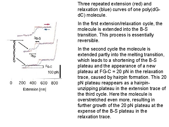 Three repeated extension (red) and relaxation (blue) curves of one poly(d. Gd. C) molecule.
