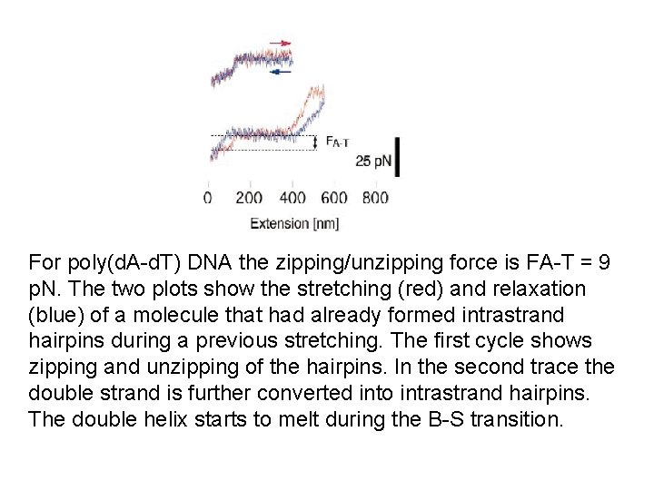 For poly(d. A-d. T) DNA the zipping/unzipping force is FA-T = 9 p. N.