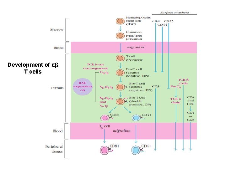Development of αβ T cells 