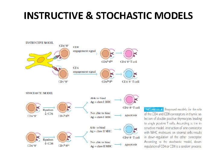 INSTRUCTIVE & STOCHASTIC MODELS 