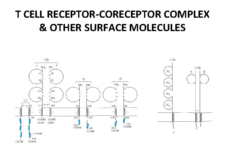 T CELL RECEPTOR-CORECEPTOR COMPLEX & OTHER SURFACE MOLECULES 