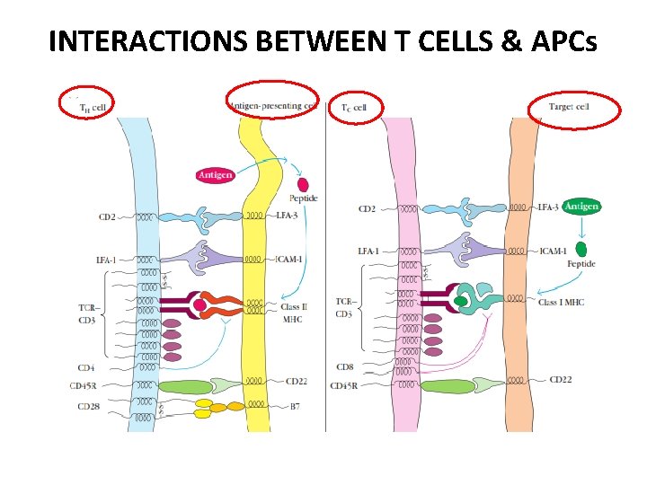 INTERACTIONS BETWEEN T CELLS & APCs 