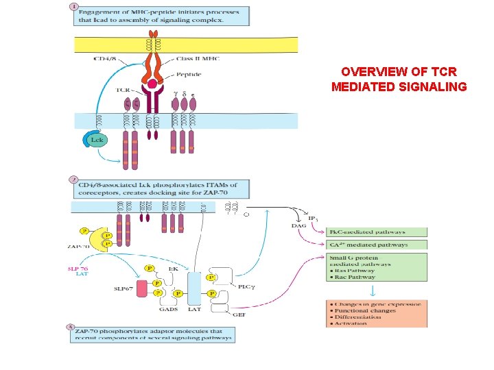 OVERVIEW OF TCR MEDIATED SIGNALING 