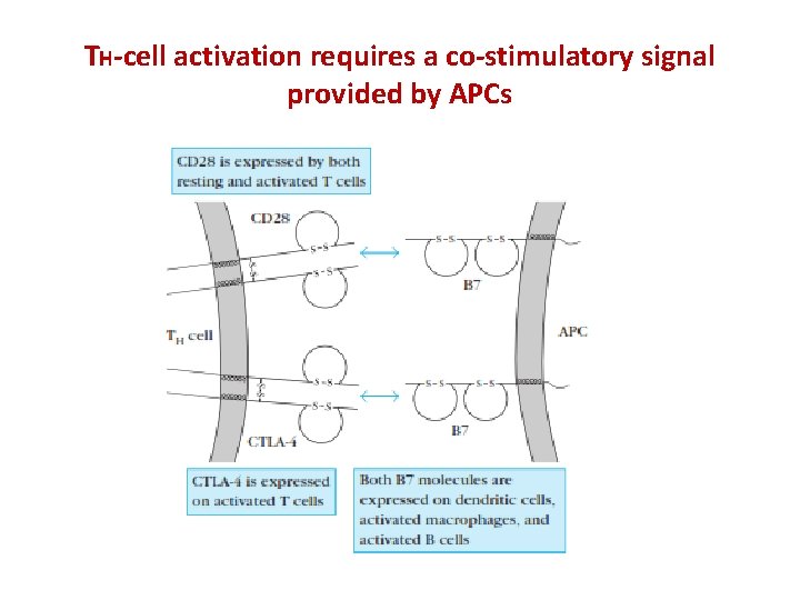 TH-cell activation requires a co-stimulatory signal provided by APCs 