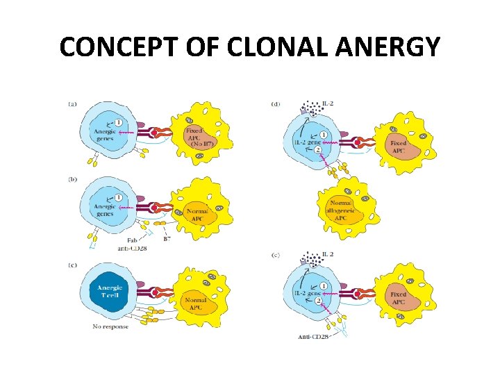 CONCEPT OF CLONAL ANERGY 