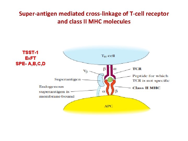 Super-antigen mediated cross-linkage of T-cell receptor and class II MHC molecules TSST-1 EXFT SPE-