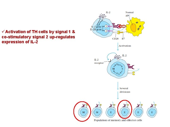 üActivation of TH cells by signal 1 & co-stimulatory signal 2 up-regulates expression of