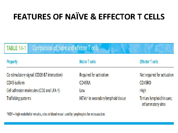 FEATURES OF NAÏVE & EFFECTOR T CELLS 