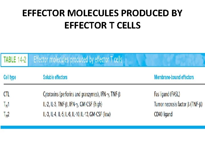 EFFECTOR MOLECULES PRODUCED BY EFFECTOR T CELLS 