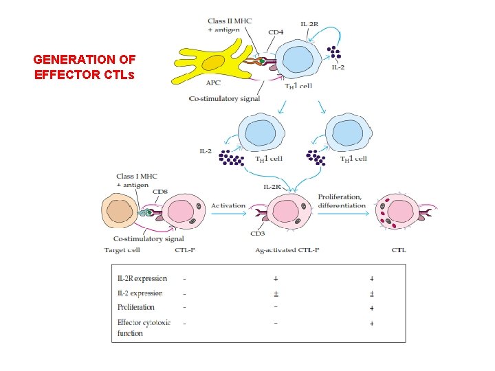 GENERATION OF EFFECTOR CTLs 