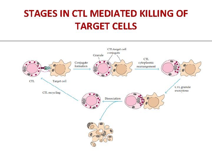 STAGES IN CTL MEDIATED KILLING OF TARGET CELLS 