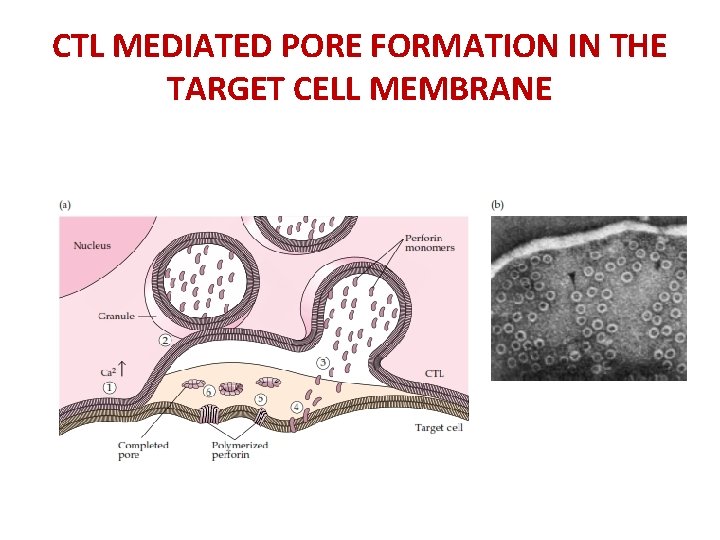 CTL MEDIATED PORE FORMATION IN THE TARGET CELL MEMBRANE 