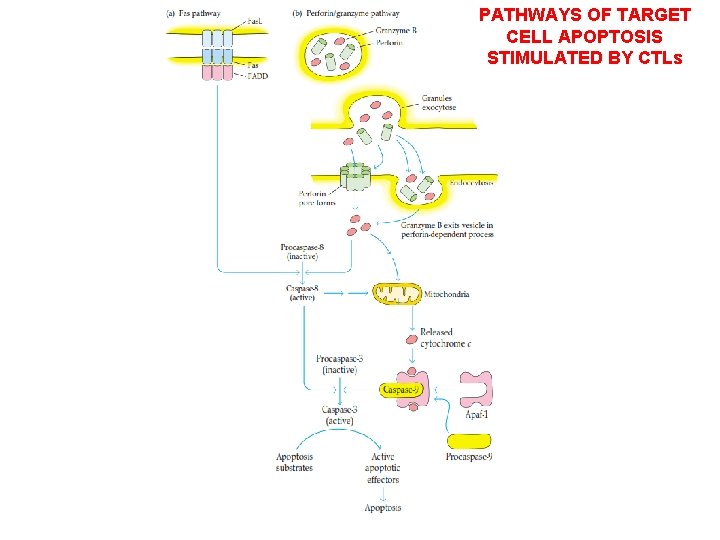 PATHWAYS OF TARGET CELL APOPTOSIS STIMULATED BY CTLs 