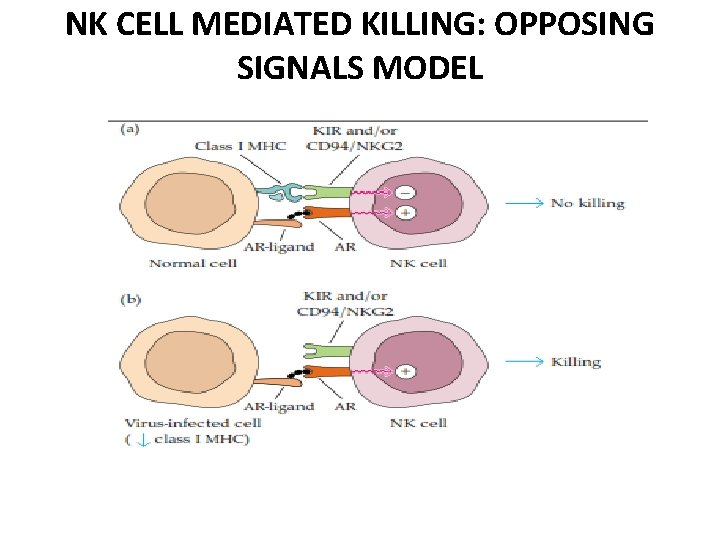 NK CELL MEDIATED KILLING: OPPOSING SIGNALS MODEL 