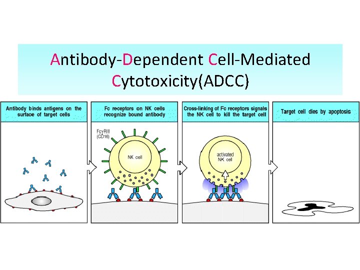 Antibody-Dependent Cell-Mediated Cytotoxicity(ADCC) 