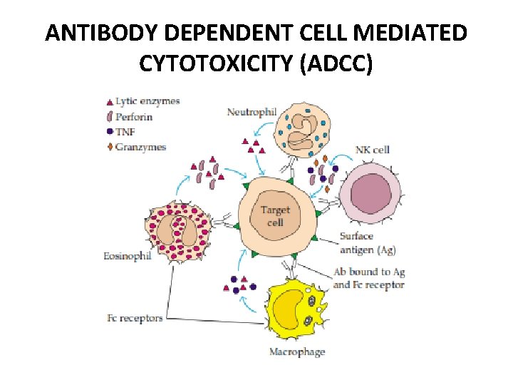 ANTIBODY DEPENDENT CELL MEDIATED CYTOTOXICITY (ADCC) 