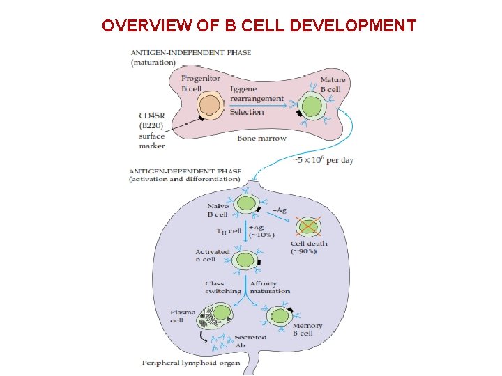 OVERVIEW OF B CELL DEVELOPMENT 