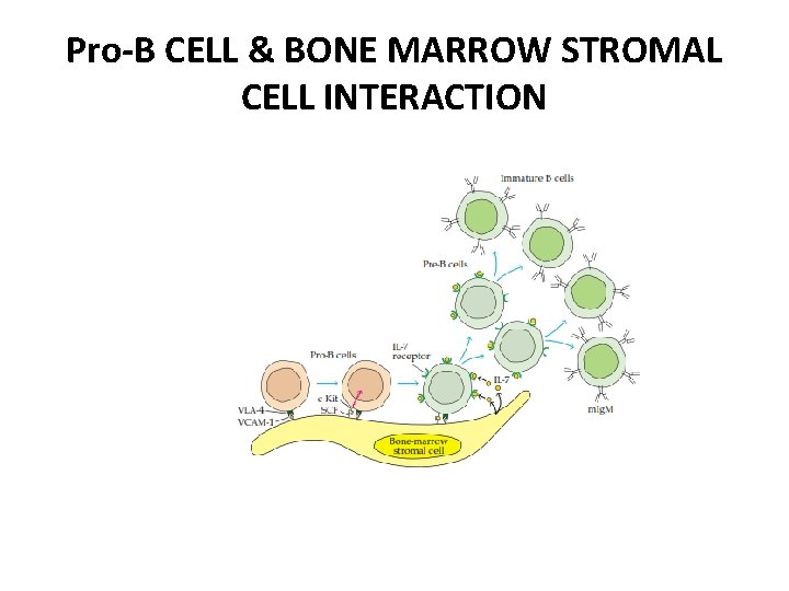 Pro-B CELL & BONE MARROW STROMAL CELL INTERACTION 