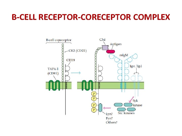 B-CELL RECEPTOR-CORECEPTOR COMPLEX 