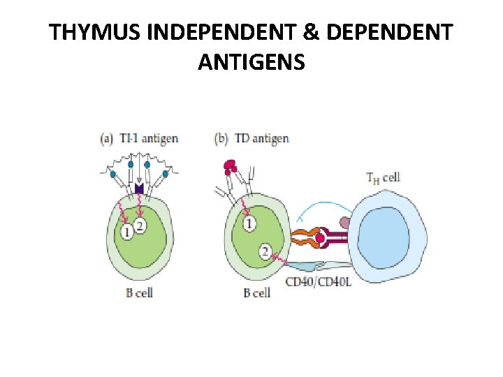 THYMUS INDEPENDENT & DEPENDENT ANTIGENS 