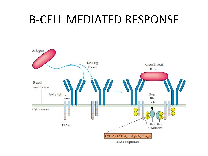 B-CELL MEDIATED RESPONSE 