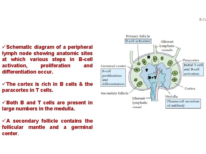 üSchematic diagram of a peripheral lymph node showing anatomic sites at which various steps