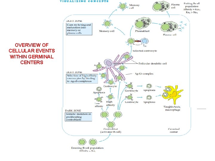 OVERVIEW OF CELLULAR EVENTS WITHIN GERMINAL CENTERS 