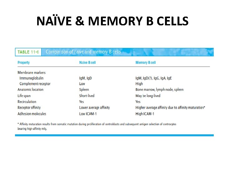 NAÏVE & MEMORY B CELLS 